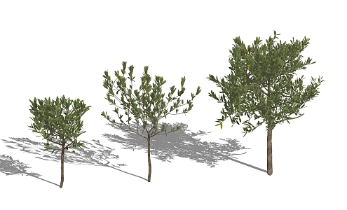 Modern tree small olive 3d model