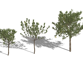 Modern tree small olive 3d model