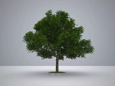 Lush Green Arbor With Dense Foliage And Tall Trunk In Minimal Gray Setting 3d model