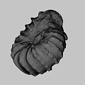 Detailed Ancient Ammonite Fossil With Spiral Shell Structure From Marine Habitat