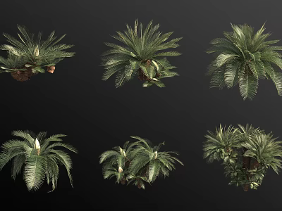 Iron tree flower anchovy banana shrub 3d model Iron tree flower anchovy banana shrub 3d model