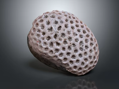 Spherical Sea Urchin With Porous Surface And Detailed Texture On Gray Background 3d model