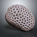 Spherical Sea Urchin With Porous Surface And Detailed Texture On Gray Background