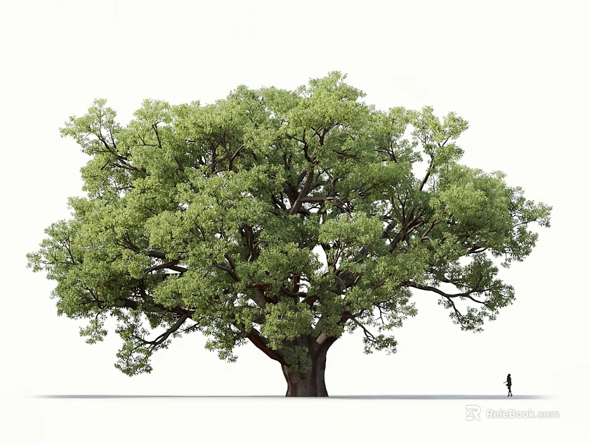 Tall Large Tree With Lush Green Foliage Thick Trunk And Person Standing Nearby 3d model 