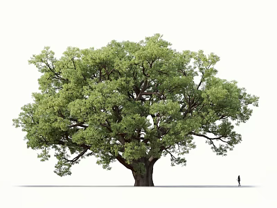 Tall Large Tree With Lush Green Foliage Thick Trunk And Person Standing Nearby 3d model