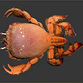 Vibrant Orange And Pink Crab With White Spots And Orange Claws On Dark Background