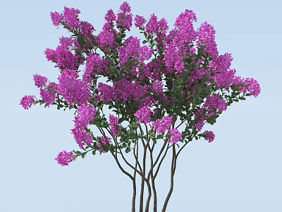 Blooming Arbor With Purple Flowers And Green Leaves On Light Blue Background 3d model