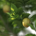 Three Fruit Bearing Arbor Trees With Green Leaves And Yellow Fruits