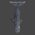 Realistic 3D Model of Blue Whale with Detailed Features on Blue Background