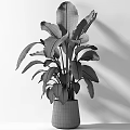 Tropical Potted Plant With Large Green Leaves In Concrete Planter For Home Decor