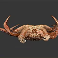 Red Marine Crab With Detailed Shell And Long Legs Close Up View