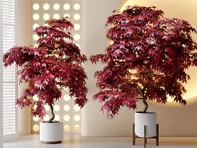 Red Leaf Bonsai Plants in White Planters with Metal Stand and Decorative Wall 3d model