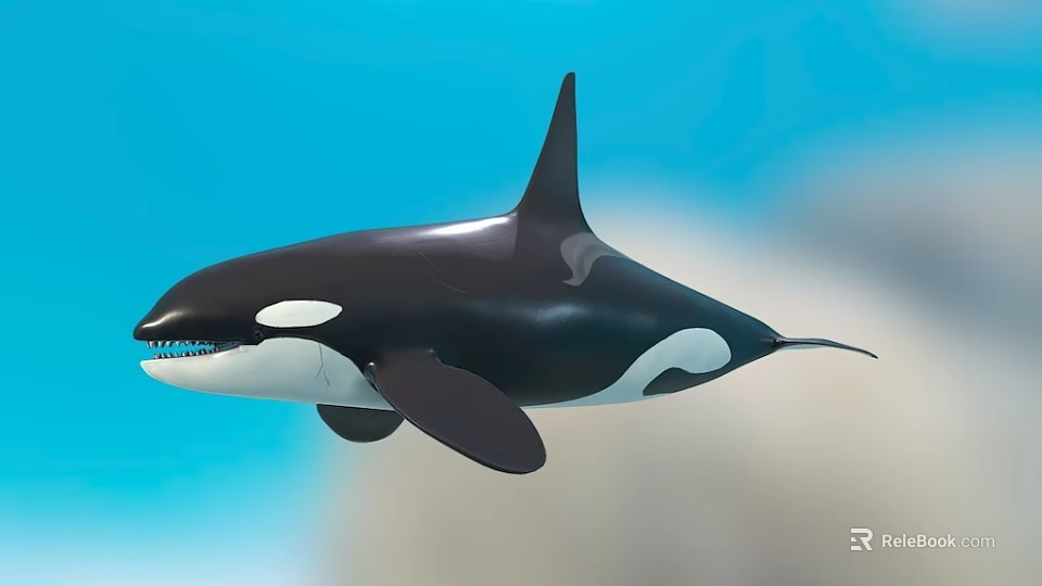 Black And White Orca With Dorsal Fin Swimming In Blue Water 3d model 