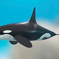 Black And White Orca With Dorsal Fin Swimming In Blue Water