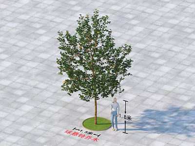 Arbor Tree with 8 Meters Height 5.5 Meters Canopy on Gray Paved Ground Person Standing 3d model