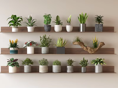 Bonsai Potted Plants Display On Wooden Shelves With Various Greenery And Ceramic Pots 3d model