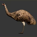 Ostrich Large Flightless Bird With Brown Feathers Standing On Gray Background 3d model