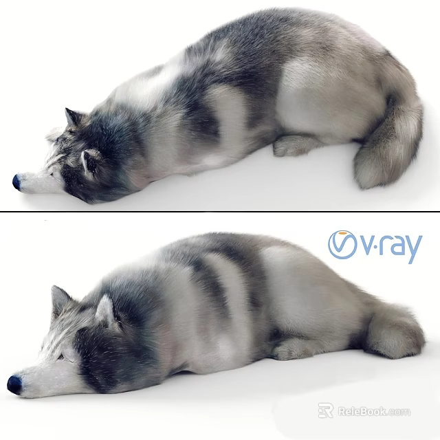 Realistic Husky Dog 3D Model Lying Down With V Ray Rendering Details 3d model