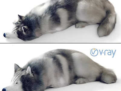 Realistic Husky Dog 3D Model Lying Down With V Ray Rendering Details 3d model