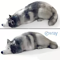 Realistic Husky Dog 3D Model Lying Down With V Ray Rendering Details 3d model