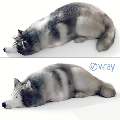 Realistic Husky Dog 3D Model Lying Down With V Ray Rendering Details 3d model