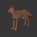 Standing Coyote With Realistic Brown Gray Fur And Reflection On Dark Background