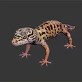 Leopard Gecko With Orange Limbs And Black Spotted Orange Body On Dark Background
