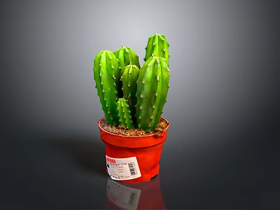 Green Multi Stemmed Cactus Plant in Red Pot for Indoor Decoration 3d model