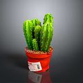 Green Multi Stemmed Cactus Plant in Red Pot for Indoor Decoration