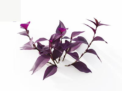 Vibrant Purple Leaf Plant with Branches and Multiple Leaves on White Background 3d model