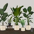 Varied Large Leaf Green Potted Plants in White Planters with Wooden Stool and Watering Can