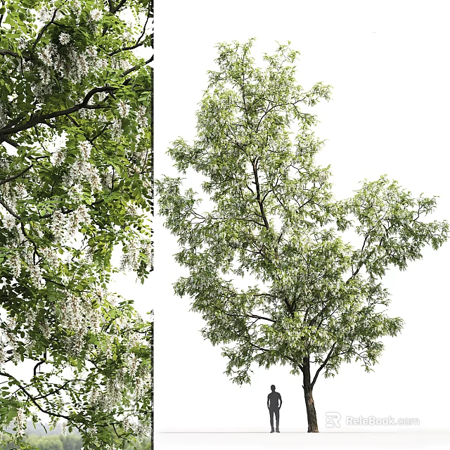 Elegant Tall Arbor Featuring Lush Green Foliage And Hanging White Blossoms 3d model 
