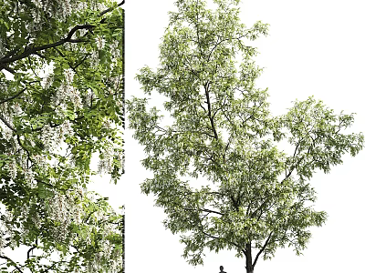 Elegant Tall Arbor Featuring Lush Green Foliage And Hanging White Blossoms 3d model