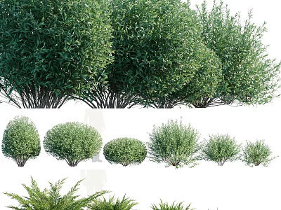 Various Types Of Green Shrubs With Different Shapes And Lush Foliage For Landscaping 3d model