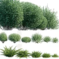 Various Types Of Green Shrubs With Different Shapes And Lush Foliage For Landscaping