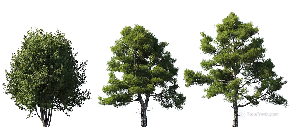 Tall Arbor With Lush Green Foliage And Strong Trunk In Natural Landscape 3d model 