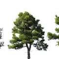 Tall Arbor With Lush Green Foliage And Strong Trunk In Natural Landscape