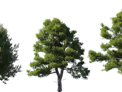 Tall Arbor With Lush Green Foliage And Strong Trunk In Natural Landscape 3d model