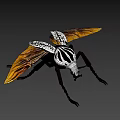 Black And White Striped Beetle With Orange Yellow Wings And Long Legs