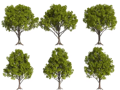 Six Green Arbor Trees With Lush Canopy Trunks And Exposed Roots 3d model