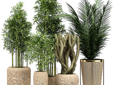 Various Indoor Bonsai and Potted Plants in Decorative Ceramic Pots for Home Decor 3d model