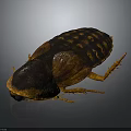 Detailed Brown Cockroach With Exoskeleton And Long Legs On Dark Background