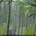 Tall Bamboo Stalks in Lush Green Forest with Sunlight Filtering Through Leaves