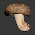 Fresh Brown Mushroom with White Spotted Cap and White Stem on Dark Background