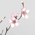 Pink Flowering Branch With Blooming Blossoms And Small Flower Buds On Gray Background