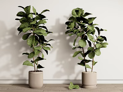 Indoor Potted Plants with Lush Green Leaves Minimalist Pots Against White Wall on Wooden Floor 3d model