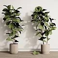 Indoor Potted Plants with Lush Green Leaves Minimalist Pots Against White Wall on Wooden Floor