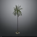 Tall Palm Tree With Green Leaves Standing On Square Base Against Gray Background