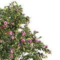 Beautiful Ornamental Tree with Lush Green Leaves and Pink Blossoms in Full Bloom
