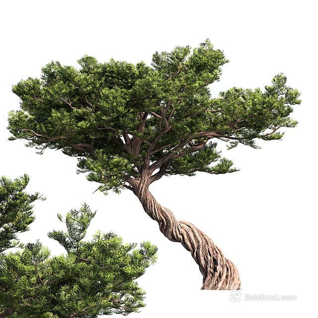 Unique Ornamental Tree With Twisted Trunk And Lush Green Foliage 3d model 